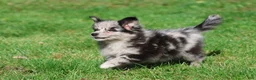 Mixed Breed dogs for sale: Fetch - Ad 2