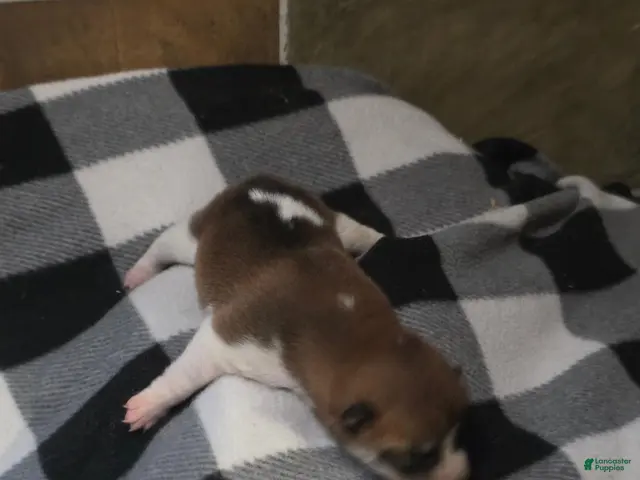 Shiba Inu dogs Shiba Inu 4 - Ad 2