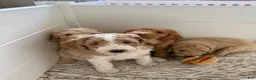 Goldendoodle dogs for sale: Peanut - Ad 6