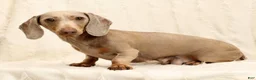 Miniature Dachshund dogs for sale: Indigo - Ad 11