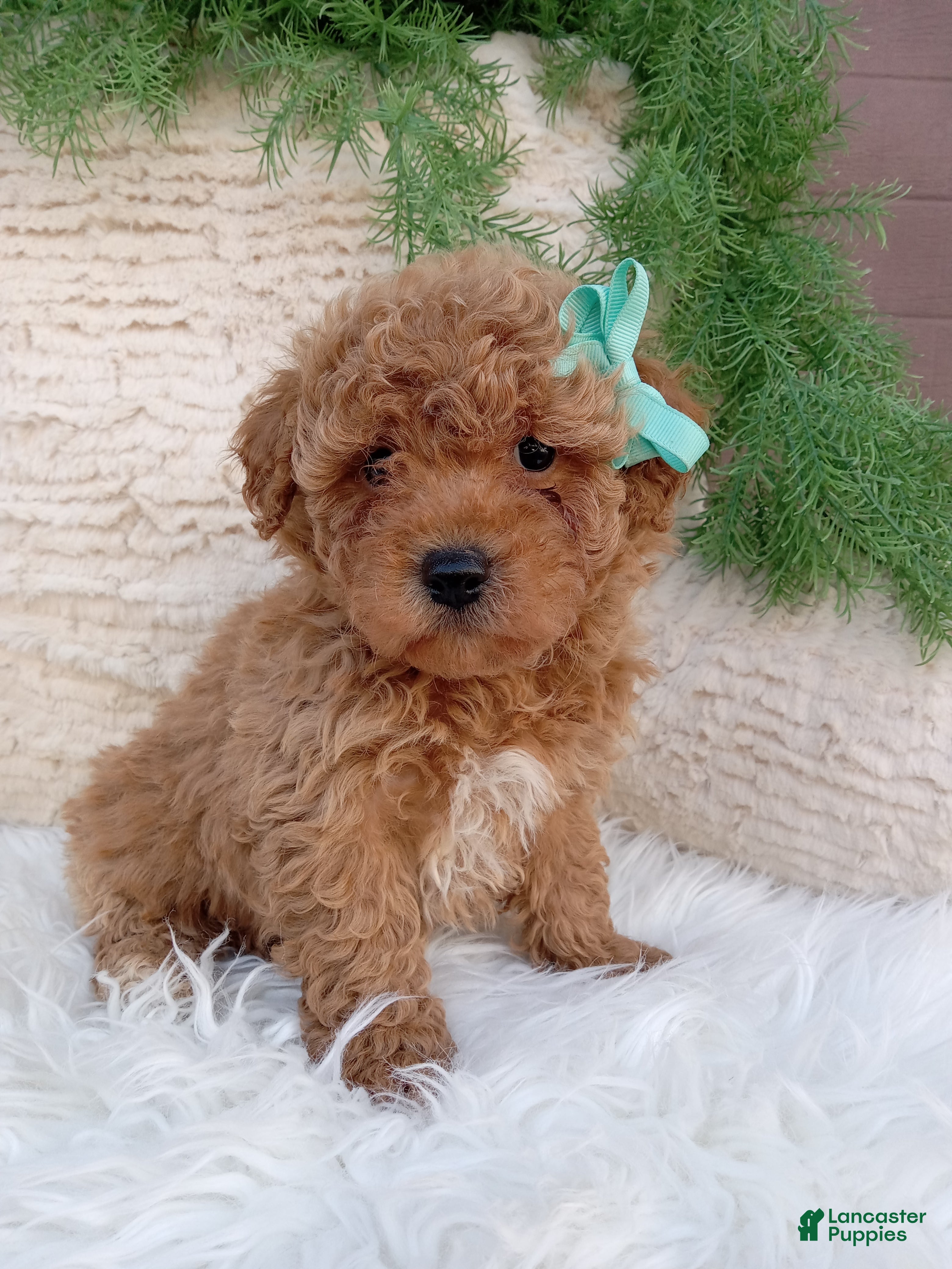 Bichpoo dogs Jax - Ad 1