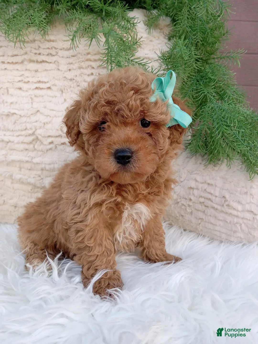 Bichpoo dogs for sale: Jax - Ad 1