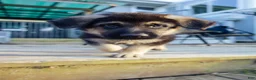 German Shepherd dogs for sale: Sarge - Ad 4