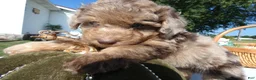 Toy Poodle dogs for sale: Toy Poodle 1 Expresso - Ad 2