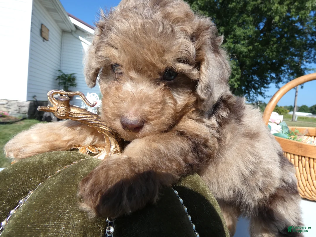 Toy Poodle dogs for sale: Toy Poodle 1 Expresso - Ad 2