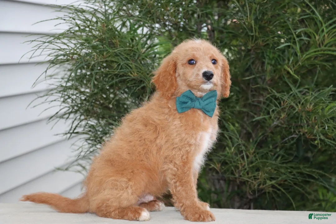 Mini Goldendoodle dogs for sale: Roscoe - Ad 4