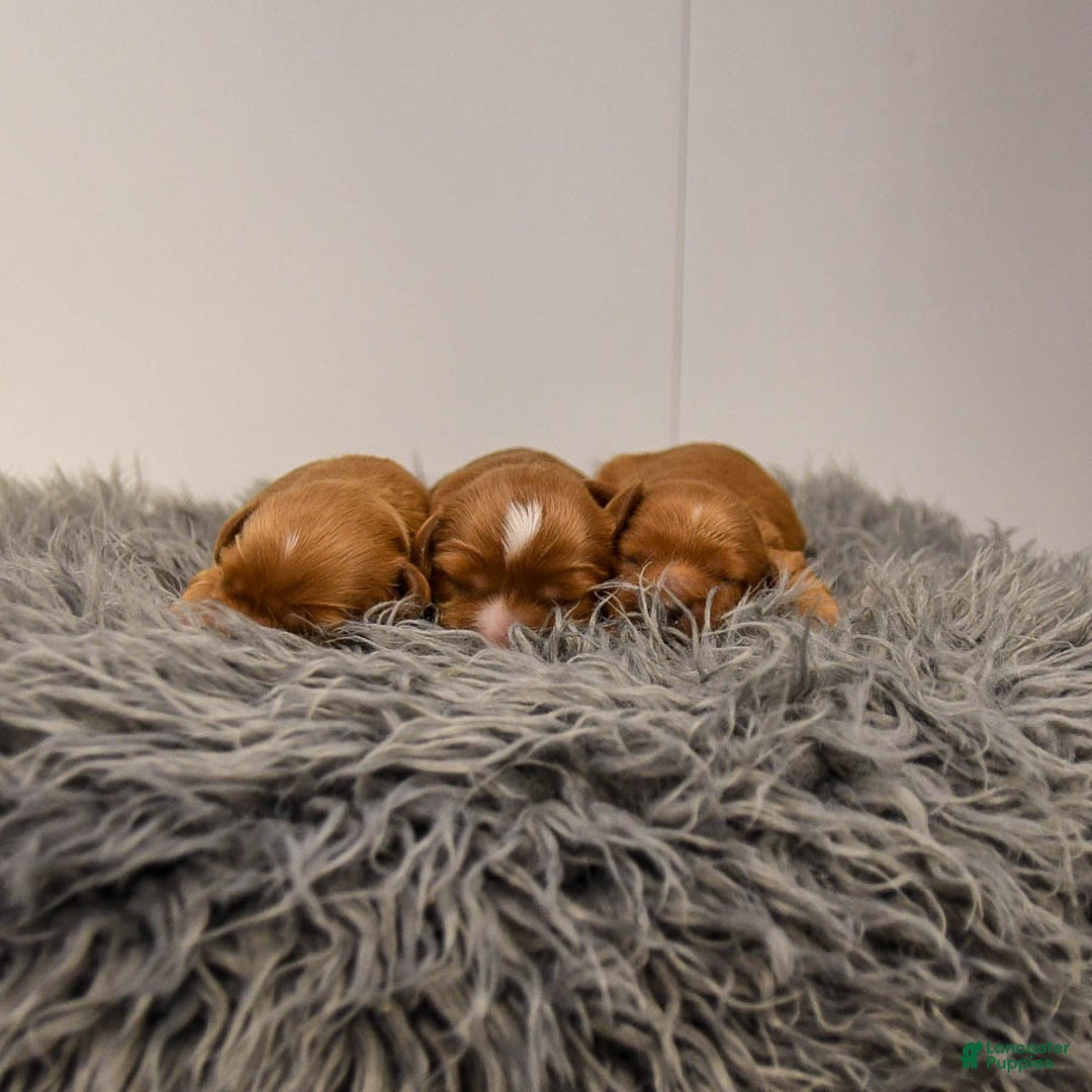 Cavapoo dogs for sale: Maple   - Ad 5