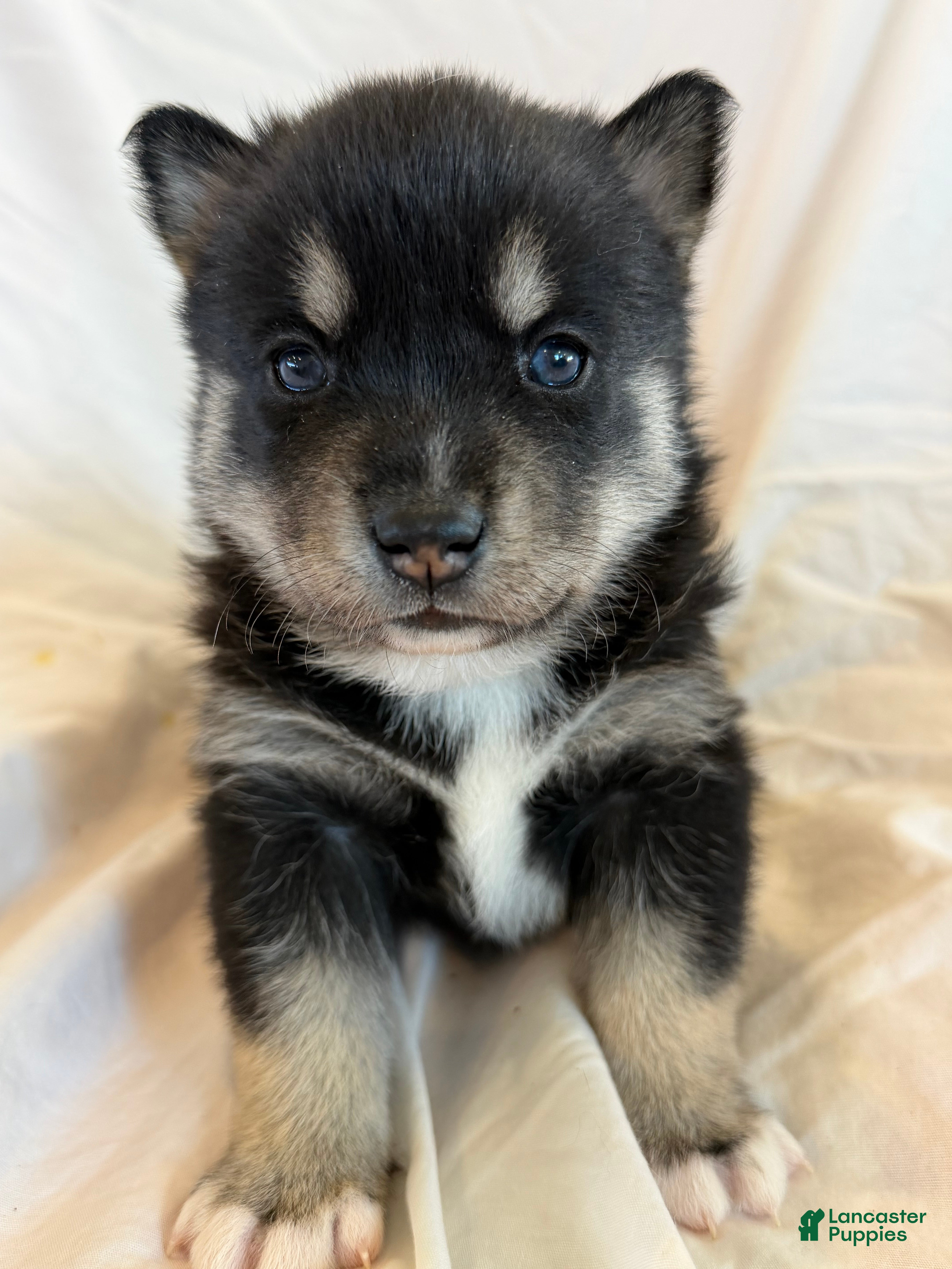 Pomsky dogs Pumpkin  - Ad 16