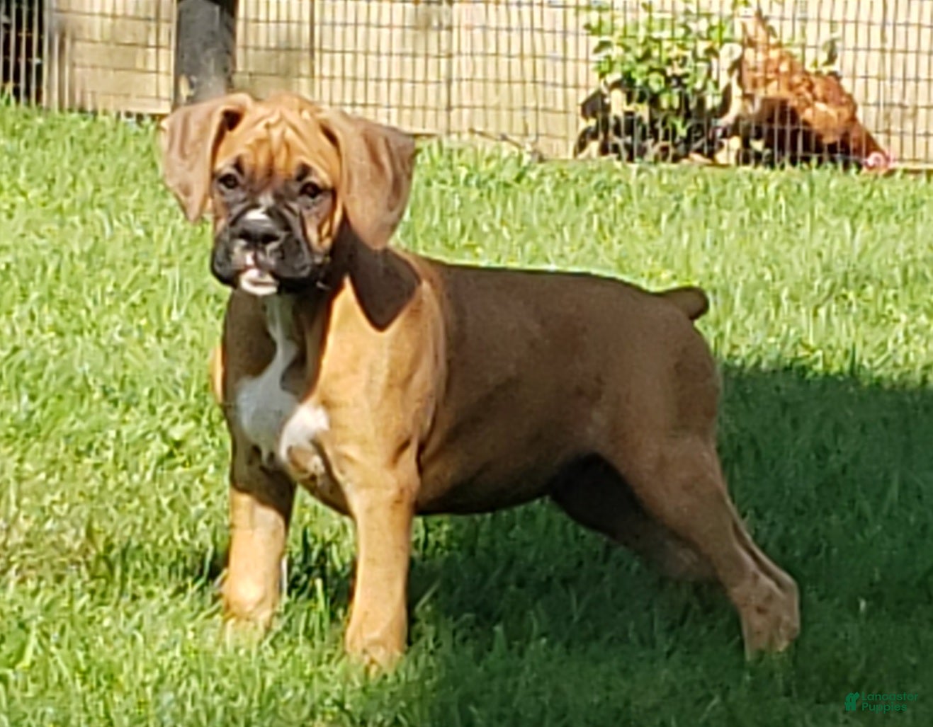 Boxer dogs Brody  - Ad 2