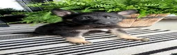 German Shepherd dogs for sale: Finn - Ad 10