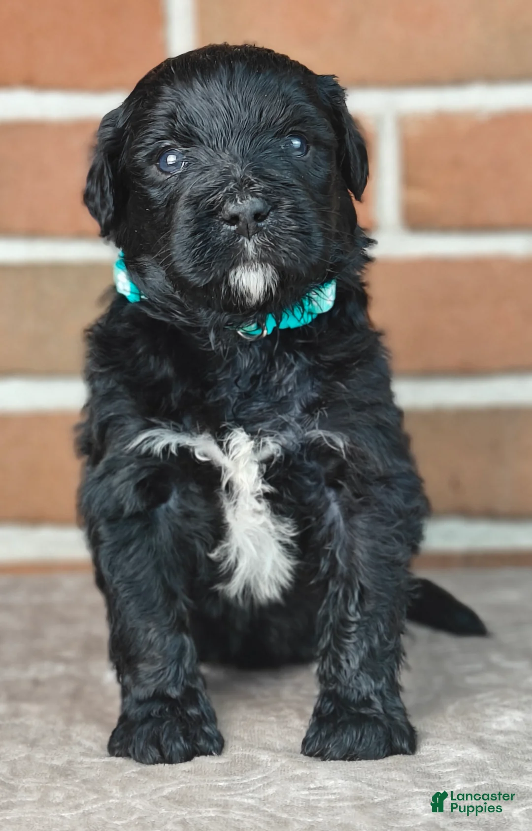 Bernedoodle dogs for sale: Fudge  - Ad 1