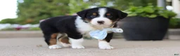 Miniature Australian Shepherd dogs for sale: Frankie - Ad 4