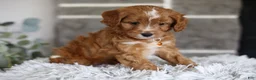 Cavapoo dogs for sale: Prince - Ad 5