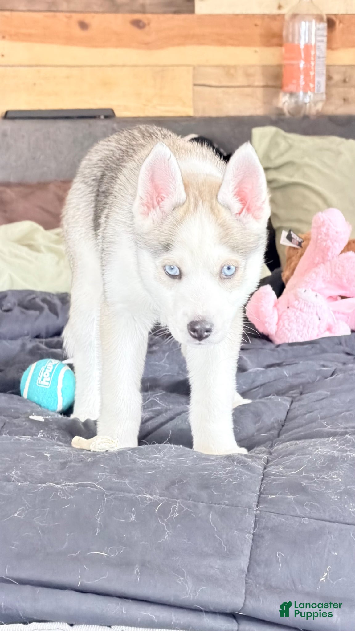 Siberian Husky dogs Siberian Husky Puppy 1 - Ad 34