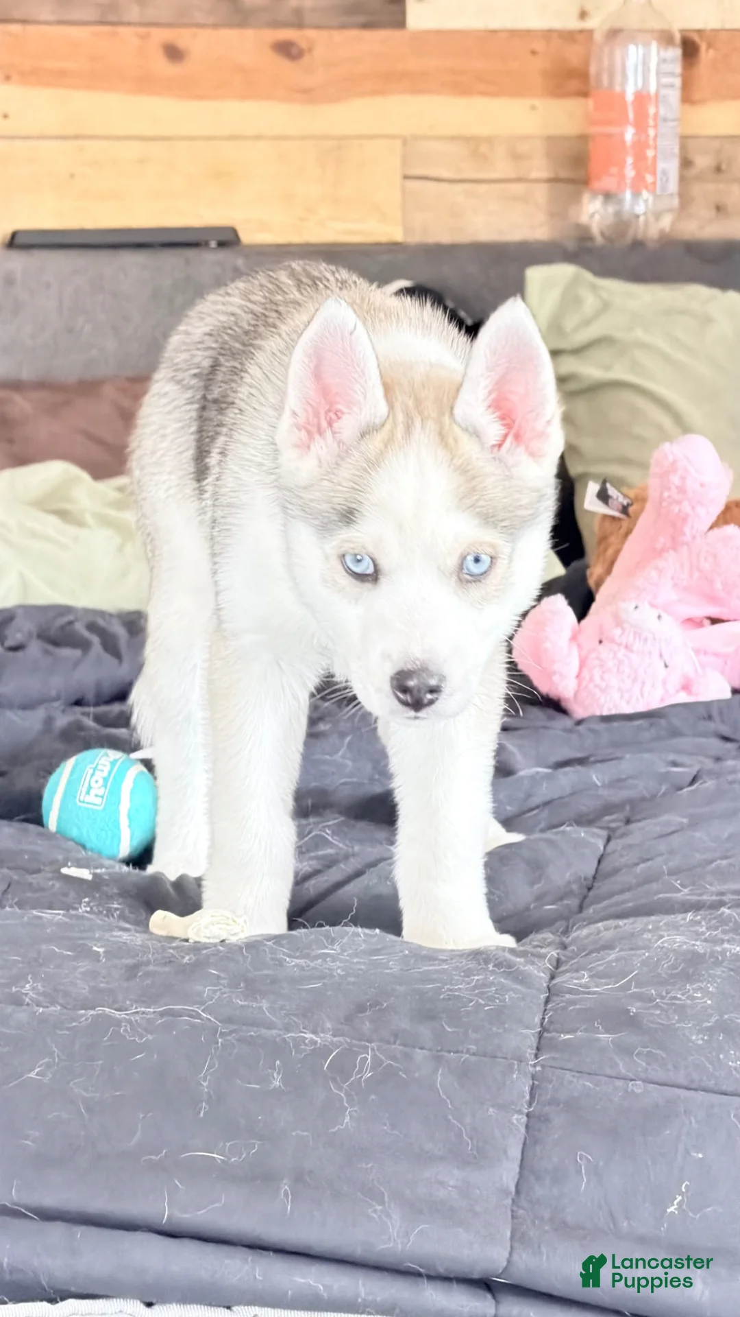 Siberian Husky dogs for sale: Siberian Husky Puppy 1 - Ad 1