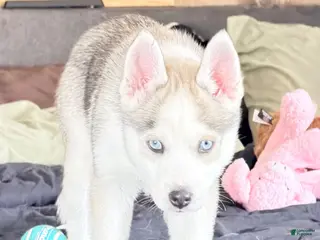 Siberian Husky dogs Siberian Husky Puppy 1 - Ad 34