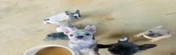 French Bulldog dogs for sale: Ron - Ad 8