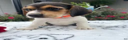 Beagle dogs for sale: Cookie - Ad 3