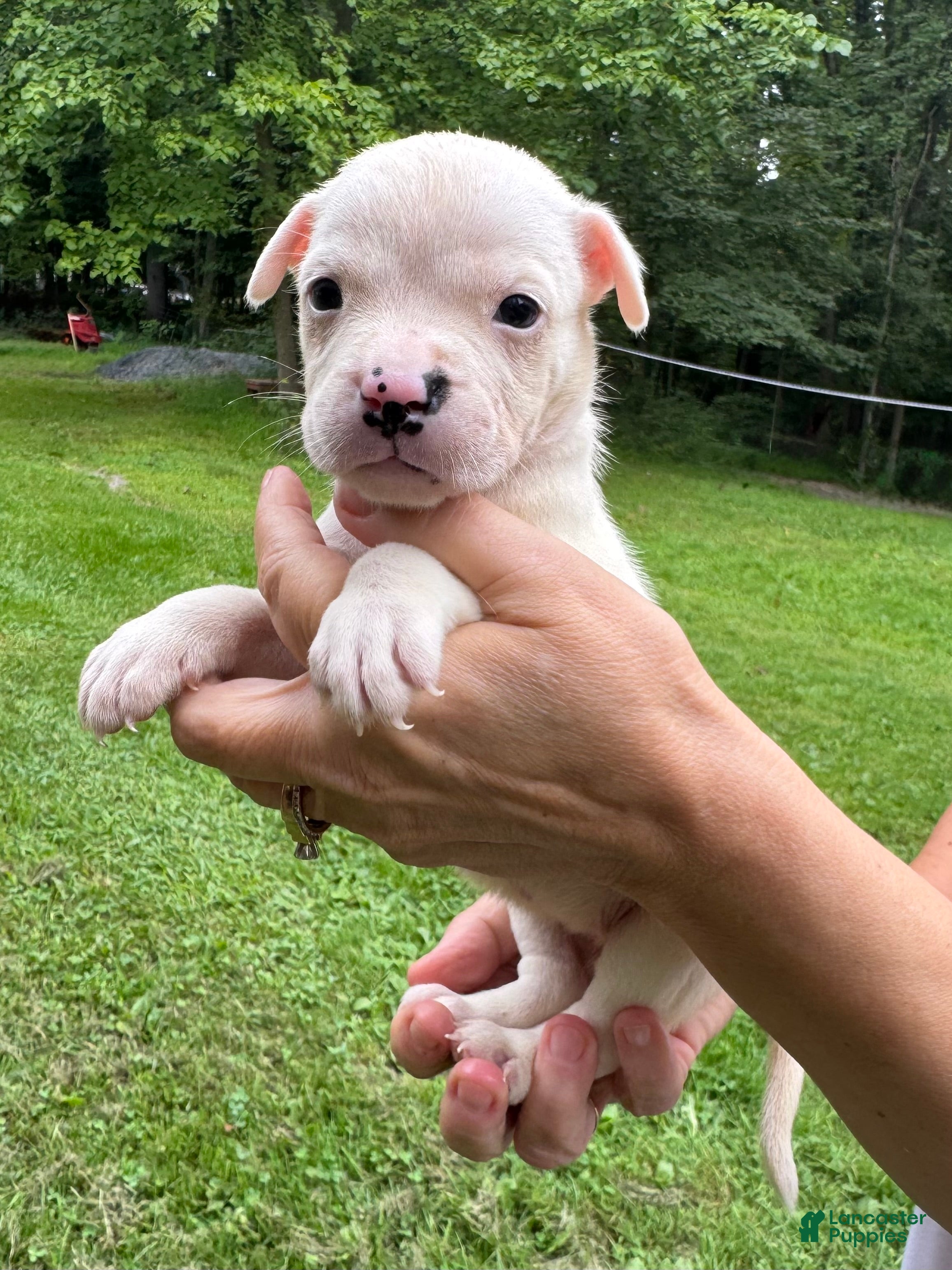 American Bulldog dogs Female 2 - Ad 1