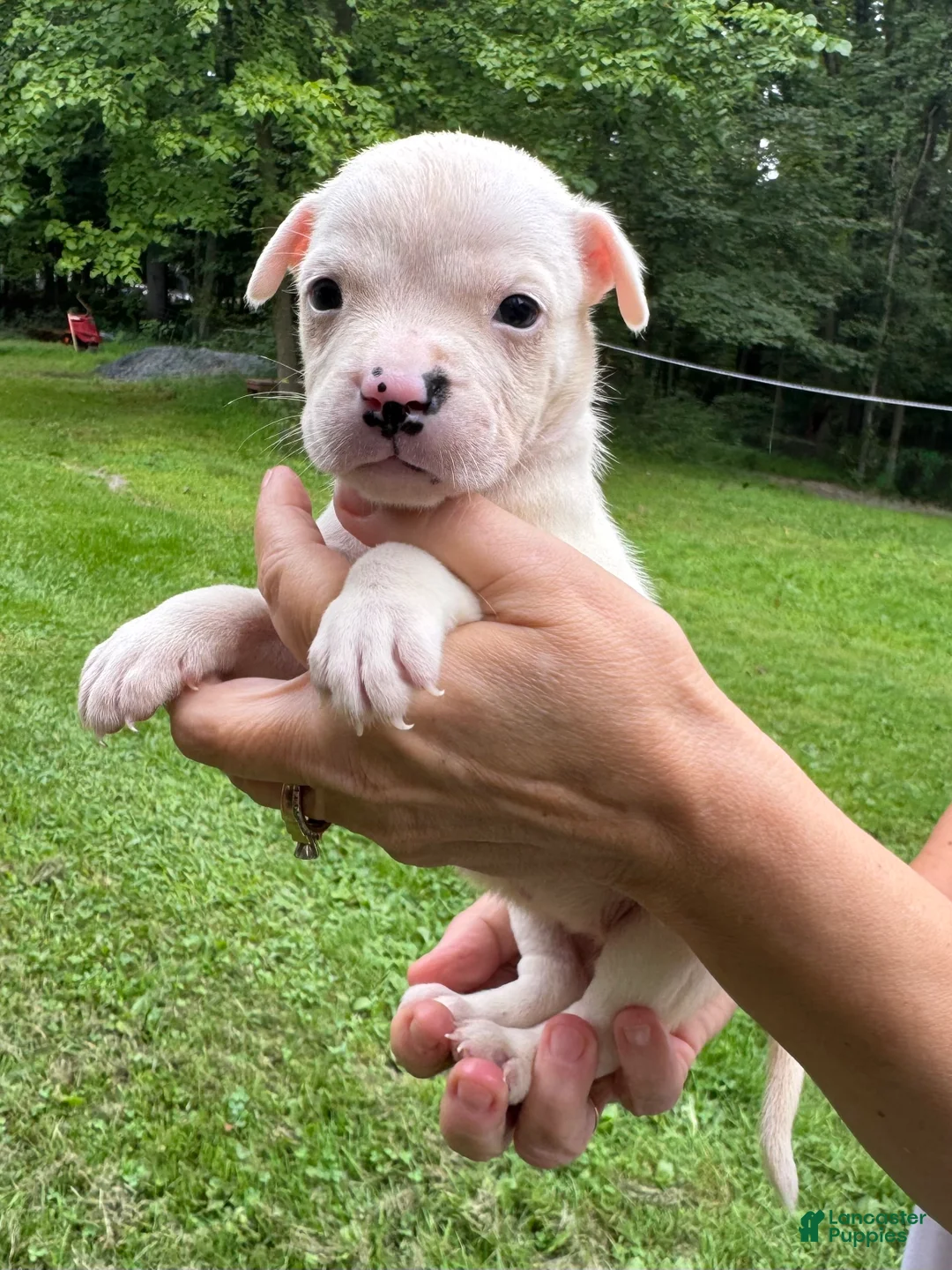 American Bulldog dogs for sale: Female 2 - Ad 1