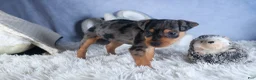 Miniature Pinscher dogs for sale: ABBY - Ad 19