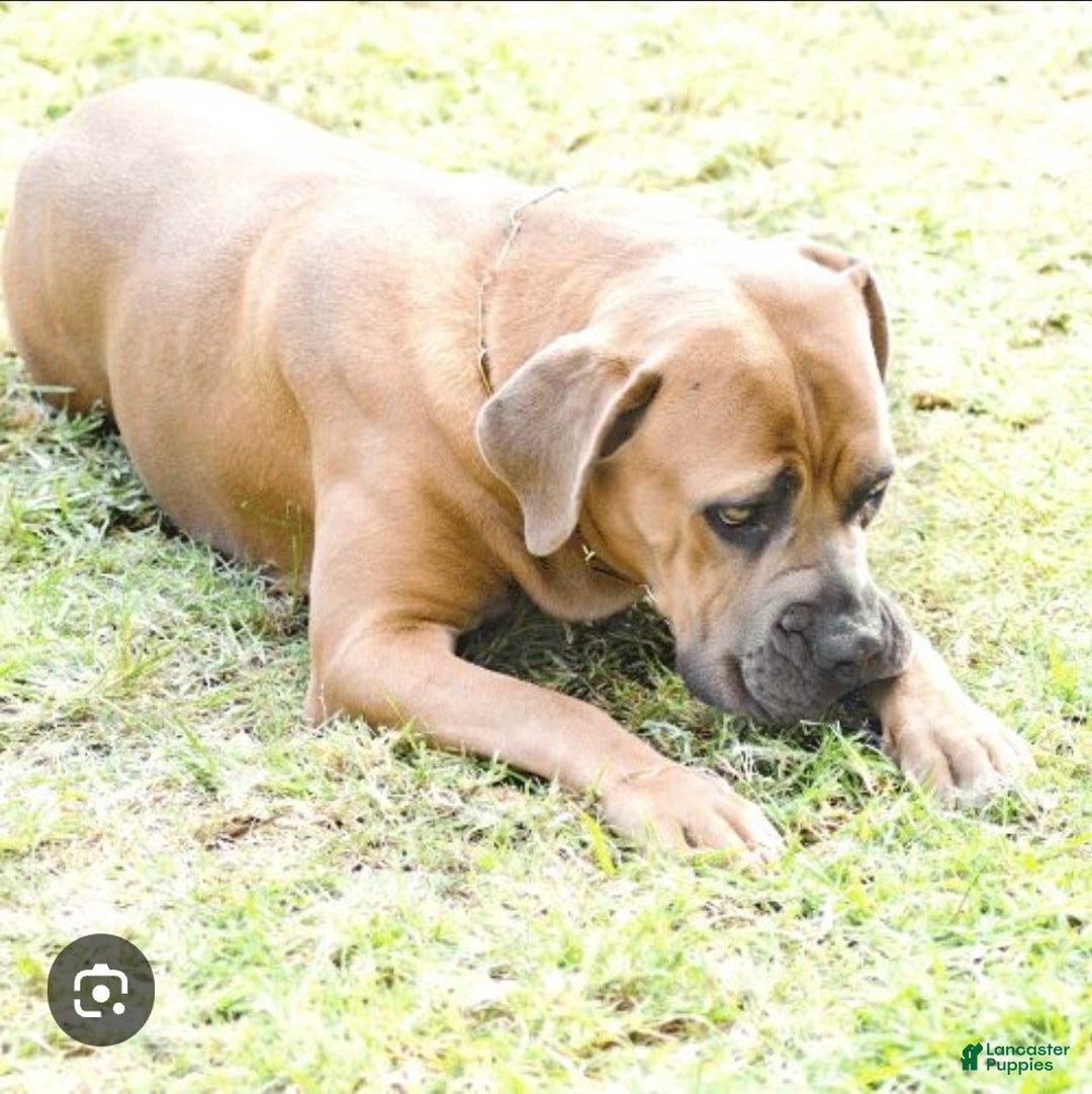 Cane Corso dogs for sale: Cane Corso Puppy 3 - Ad 2