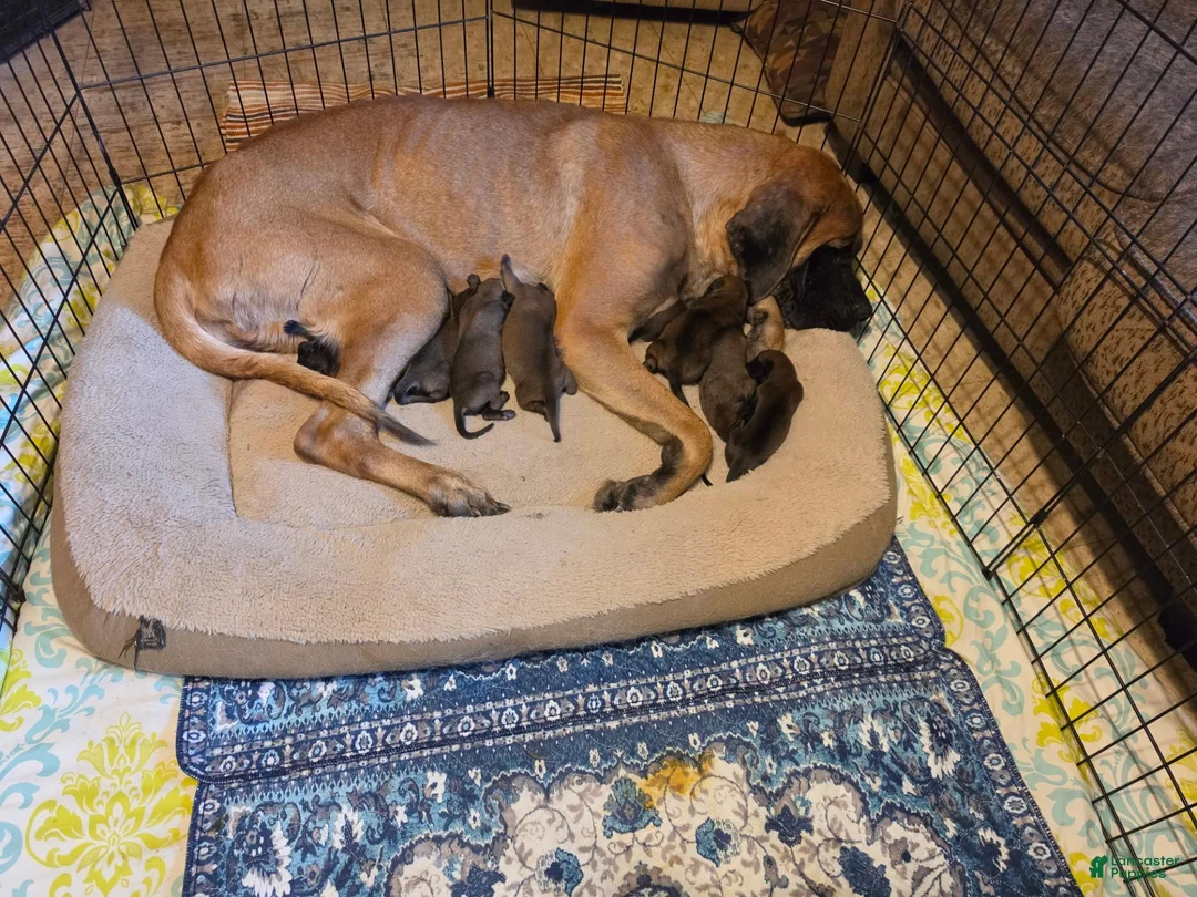 English Mastiff dogs for sale: English Mastiff Romeo  - Ad 2