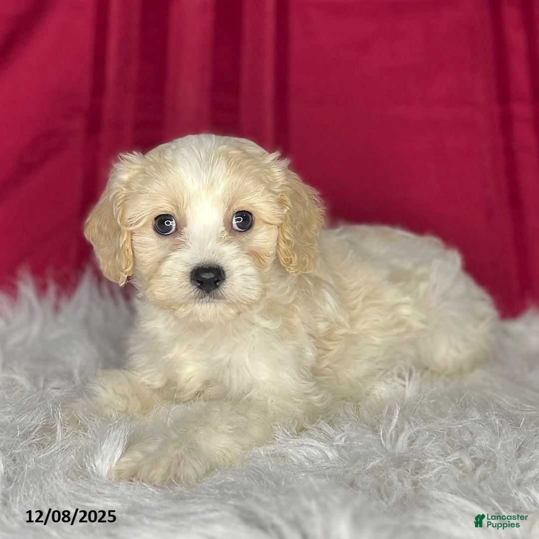 Cavachon dogs for sale: Dixan - Ad 4