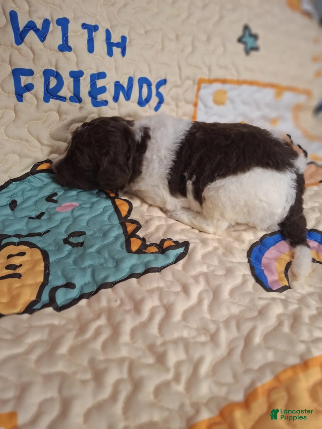 Labradoodle dogs for sale: *REDUCED* Goji - Ad 3