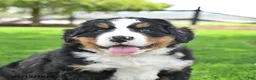 Bernese Mountain Dog dogs for sale: Buster - Ad 3