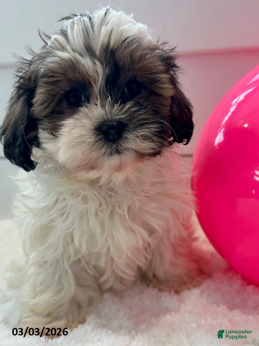 Shihpoo dogs for sale: Macy - Ad 2