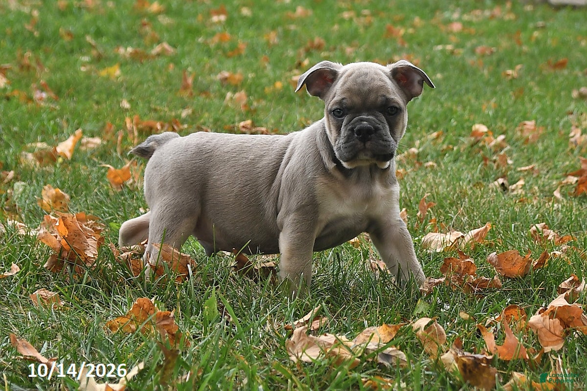 Frenchton dogs for sale: Peanut  - Ad 1