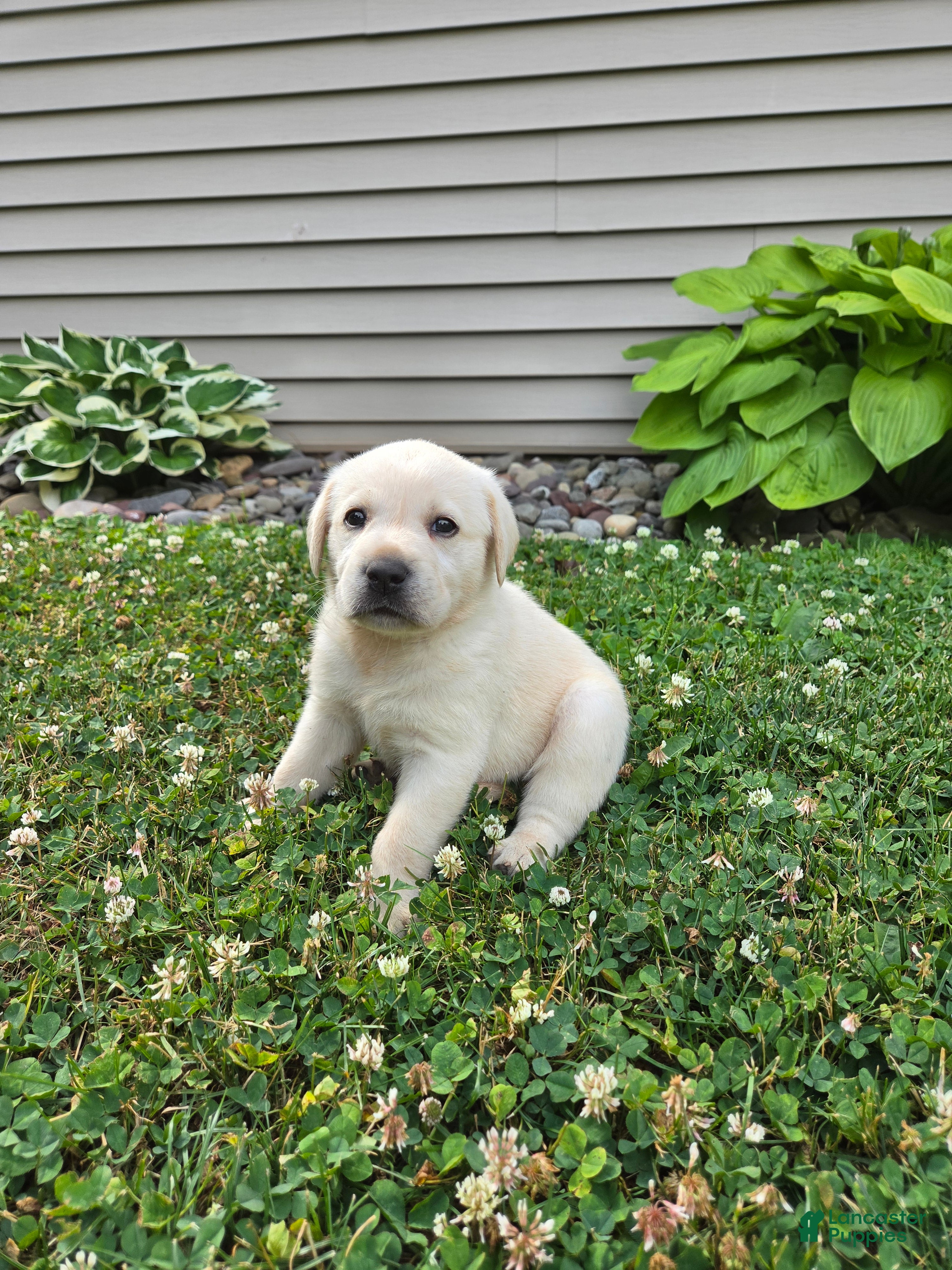 Labrador Retriever dogs Oakley - Ad 2