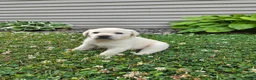 Labrador Retriever dogs for sale: Oakley - Ad 2