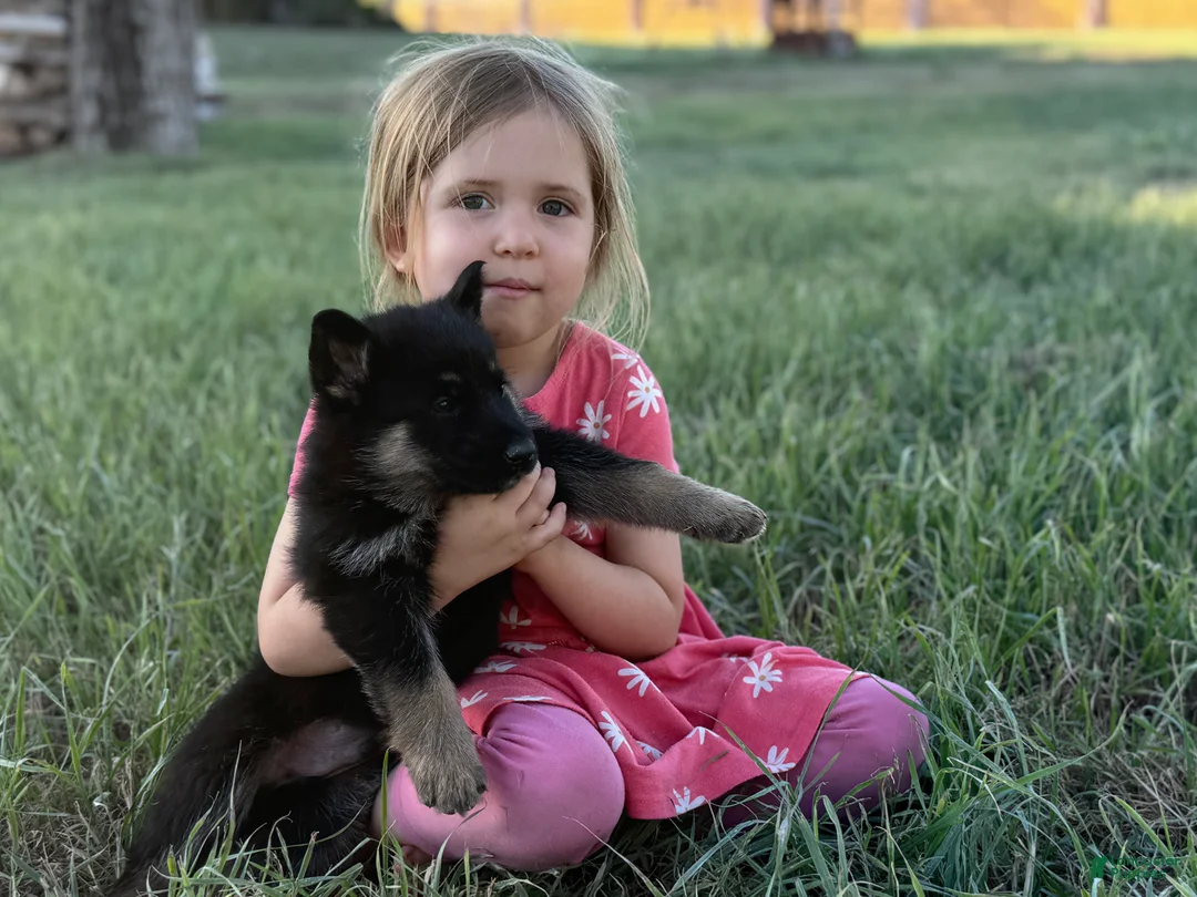 German Shepherd dogs for sale:  Puppy 8 - Ad 2