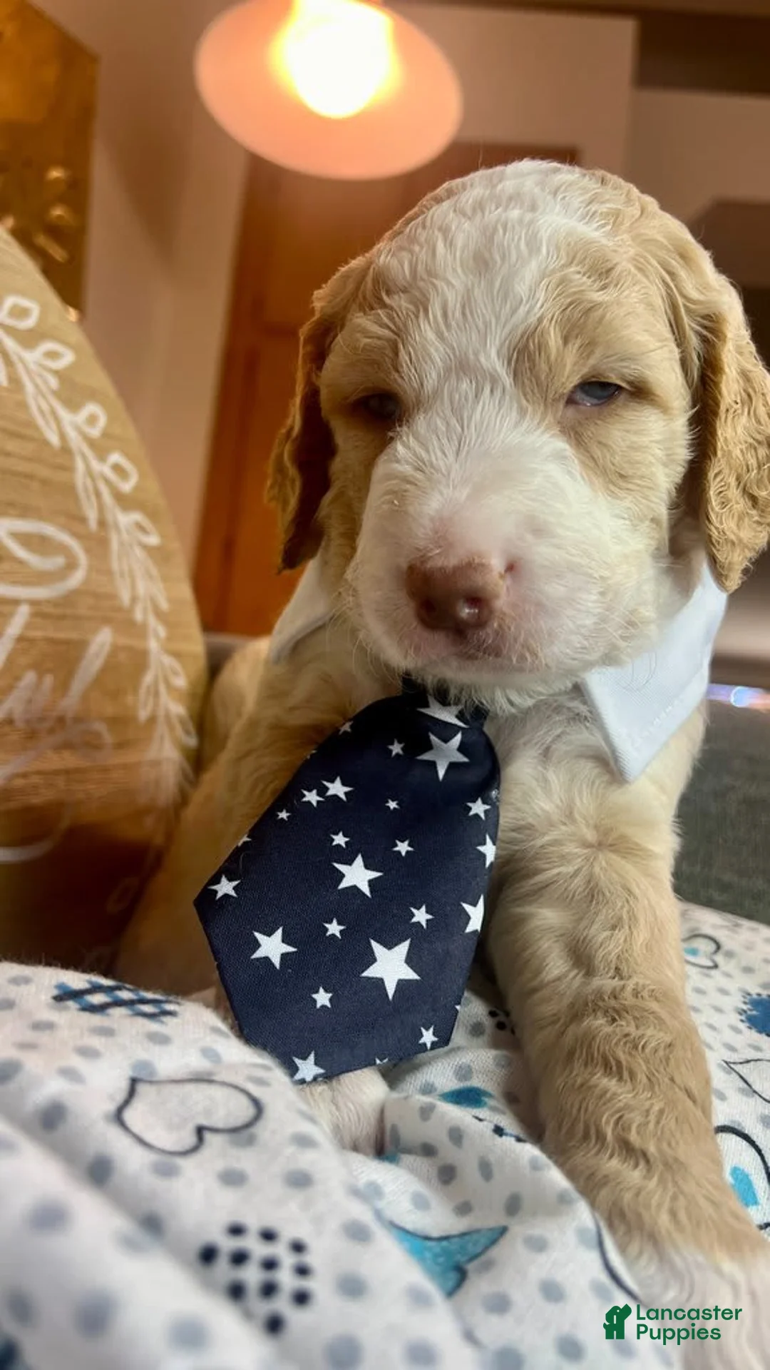 Gallery Image {{count}}