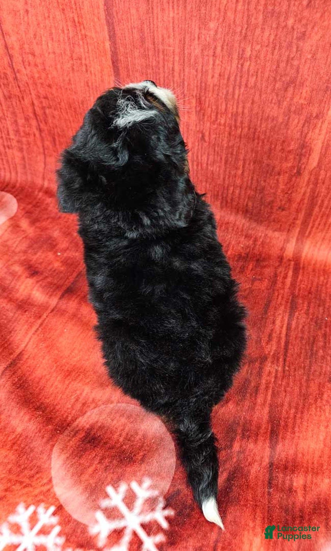 Mini Bernedoodle dogs for sale: Hickory - Ad 4