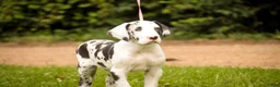 Great Dane dogs for sale: Joy - Ad 3