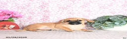 Puggle dogs for sale: Karmel - Ad 3