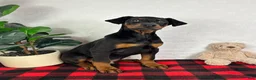 Doberman Pinscher dogs for sale: Duke - Ad 1