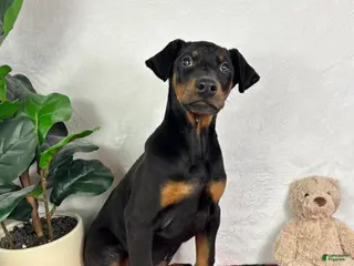 Doberman Pinscher dogs Duke - Ad 26