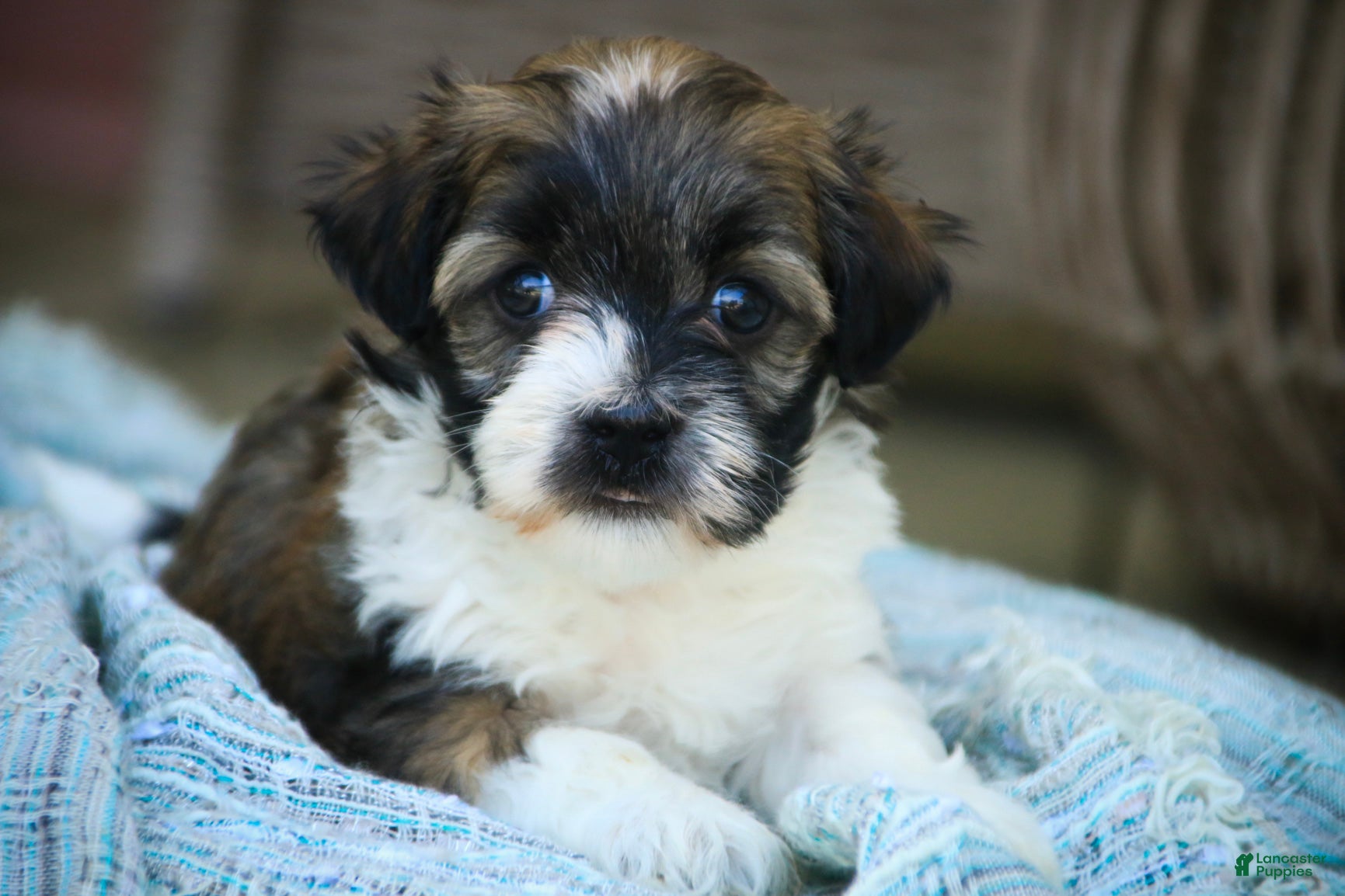 Havanese dogs Iris Havanese  - Ad 2