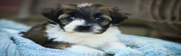 Havanese dogs for sale: Iris Havanese  - Ad 12