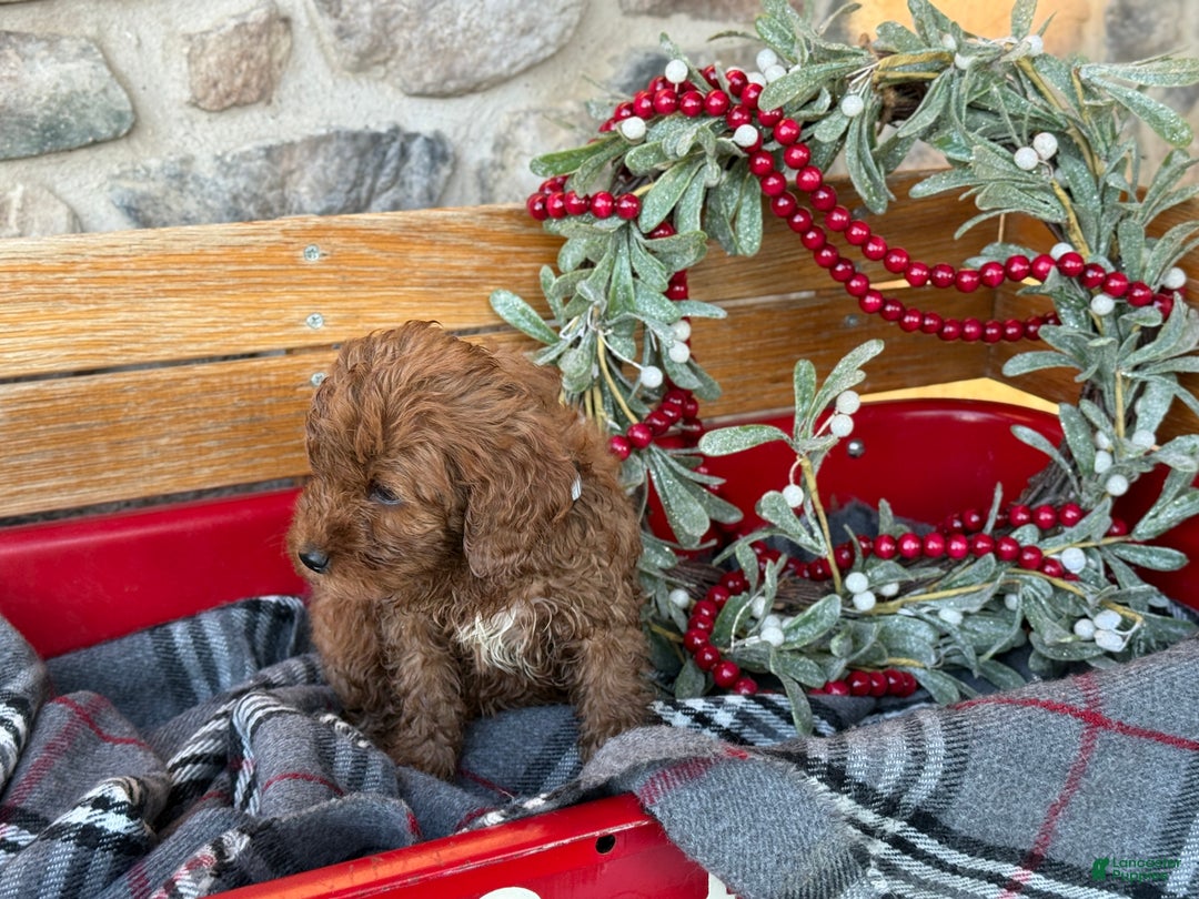Mini Goldendoodle dogs for sale: Ilsa - Ad 3