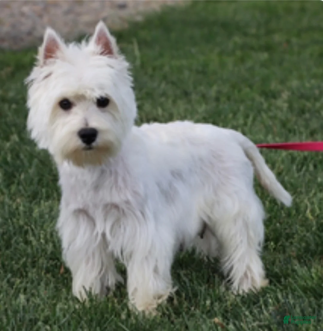 West Highland Terrier dogs for sale: Patsy - Ad 6