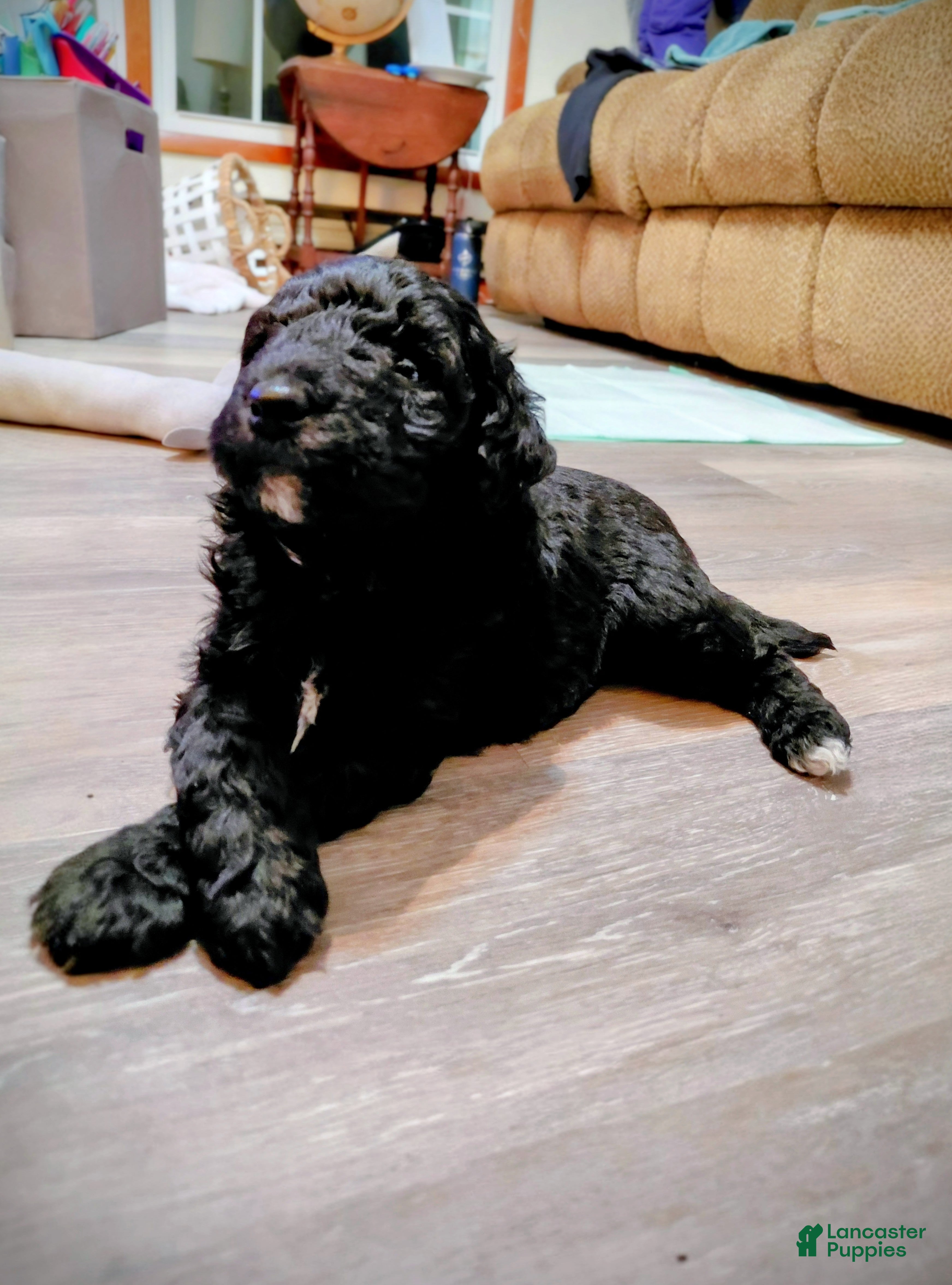 Mini Goldendoodle dogs Mini Goldendoodle DREAMER - Ad 2