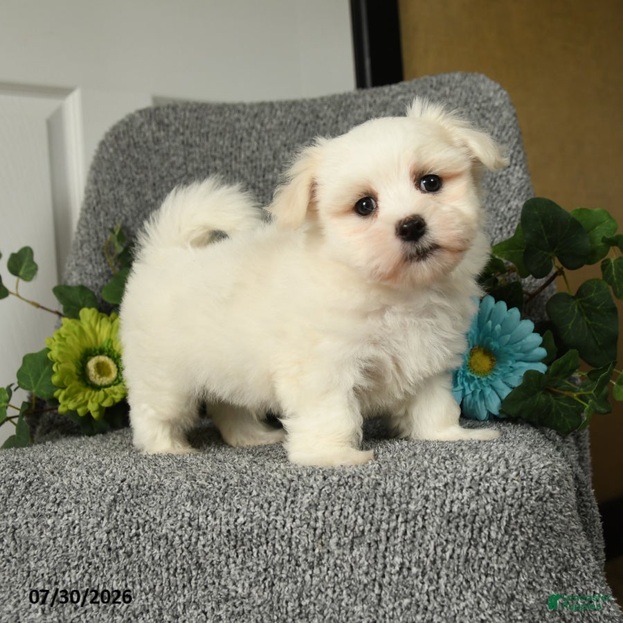 Maltese dogs Lenny - Ad 1