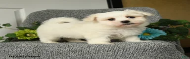 Lenny