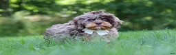 Cavapoo dogs for sale: Skipper - Ad 4