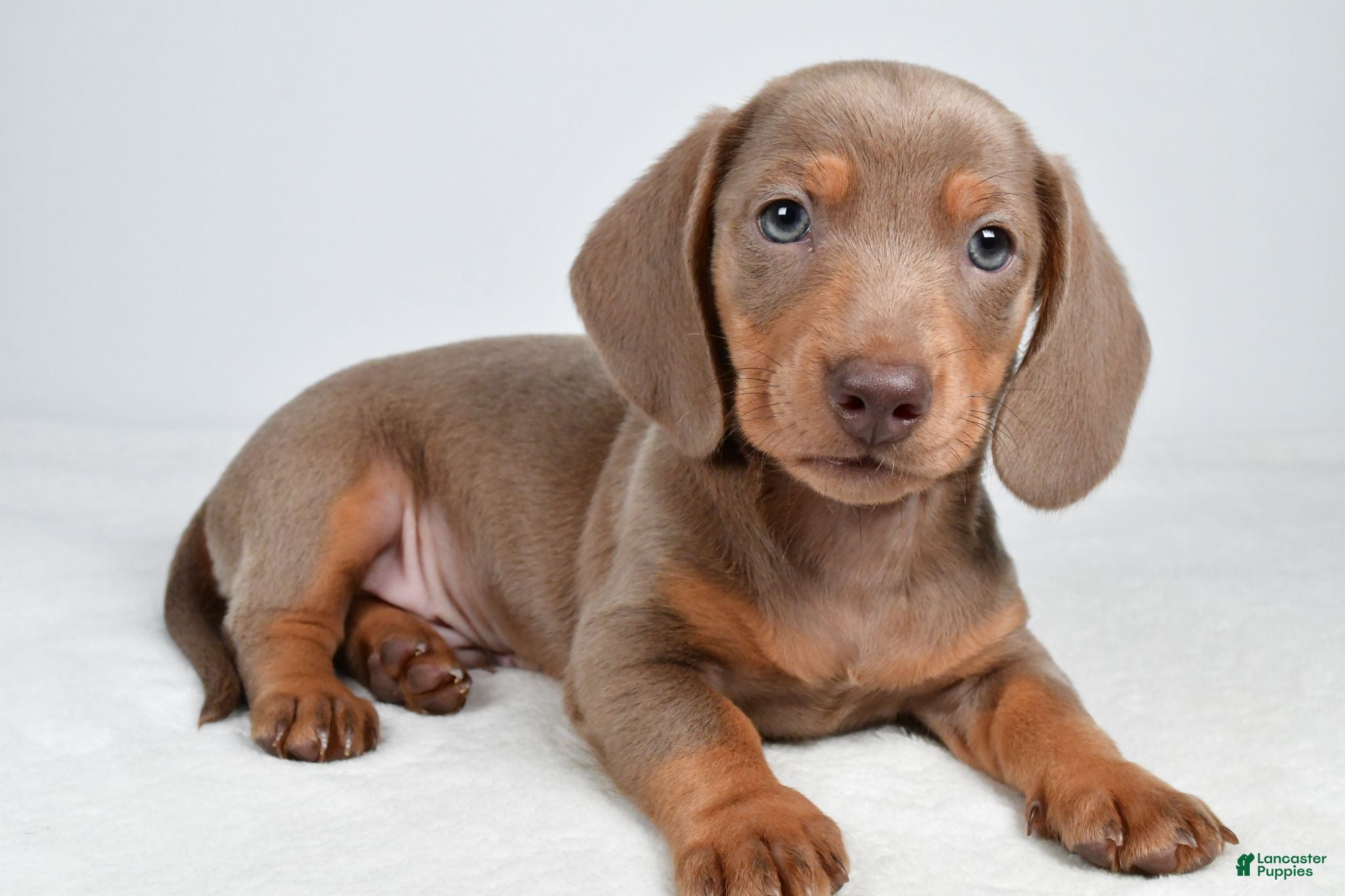 Miniature Dachshund dogs Gus - Ad 1